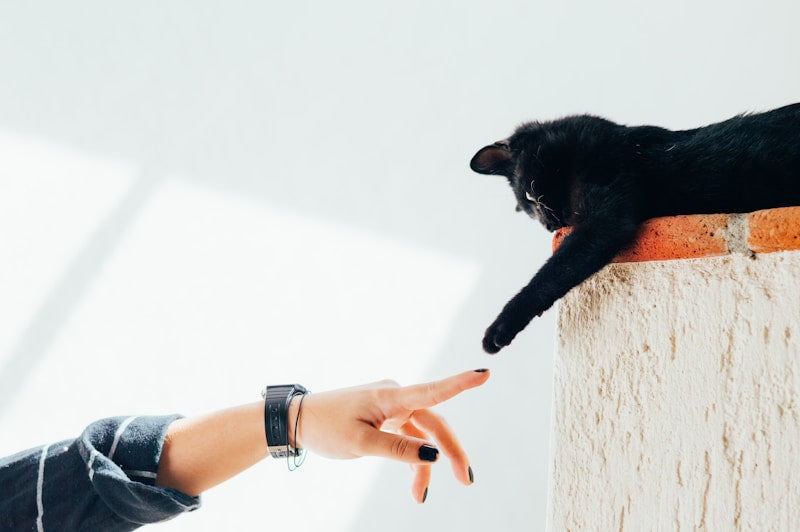 Automatic Interactive Cat Toy